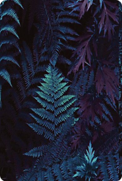 Website Card Background