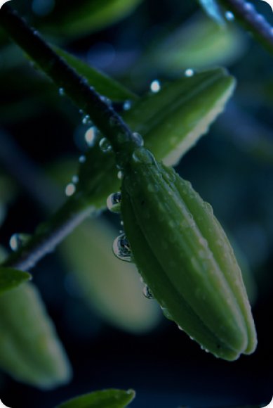 Website Card Background